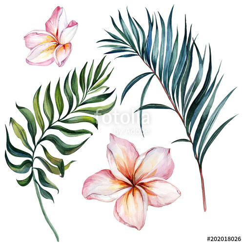 500x500 Tropical Exotic Floral Set. Beautiful Pink Plumeria Flowers And - Plumeria Watercolor