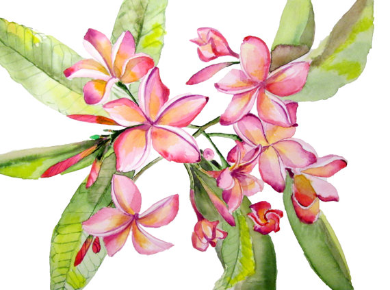 570x423 Watercolor Plumeria Flower Print. Floral Watercolor Print. Wall - Plumeria Watercolor
