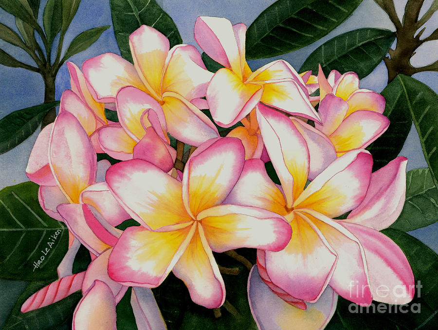 900x680 My Jenny - Plumeria Watercolor