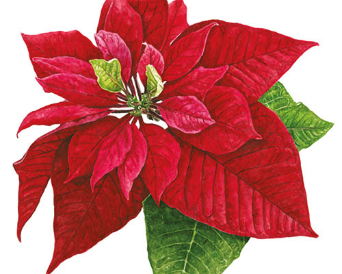500x400 How To Paint A Poinsettia In Watercolour - Poinsettia Watercolor Paintings