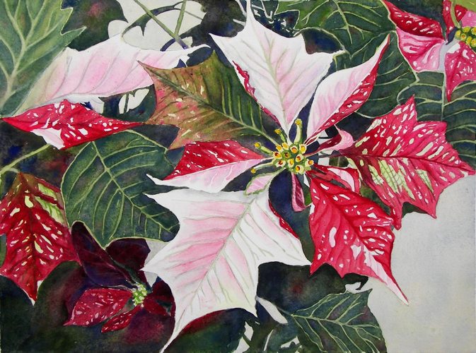 673x500 Paintings - Poinsettia Watercolor Paintings