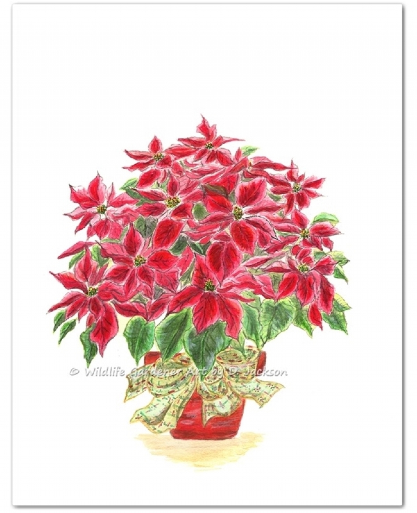 1600x1969 Red Christmas Poinsettia Plant Watercolor Art Print Wildlife - Poinsettia Watercolor Paintings