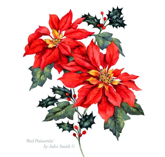 570x542 Watercolour Painting Red Poinsettia Flower Art Print Original Etsy - Poinsettia Watercolor Paintings