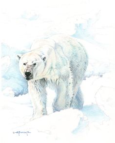 236x293 Polar Bears Watercolor - Polar Bear Watercolor