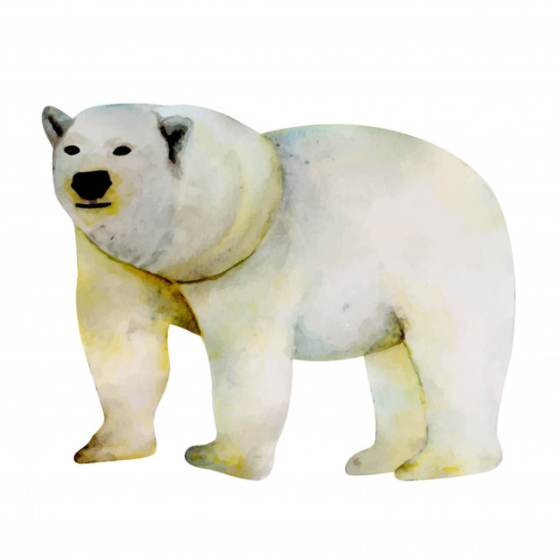 626x626 Watercolor Polar Bear Vector Premium Download - Polar Bear Watercolor