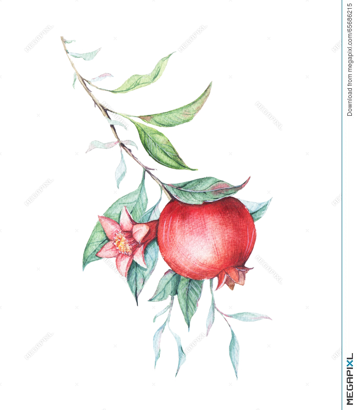 697x800 Watercolor Pomegranate (Garnet) Branch Illustration 65686215 - Pomegranate Watercolor