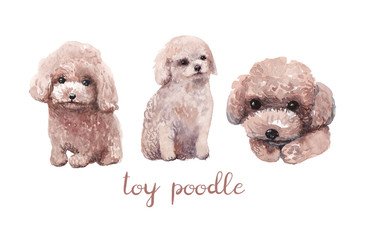 367x240 Search Photos Toy Poodle - Poodle Watercolor