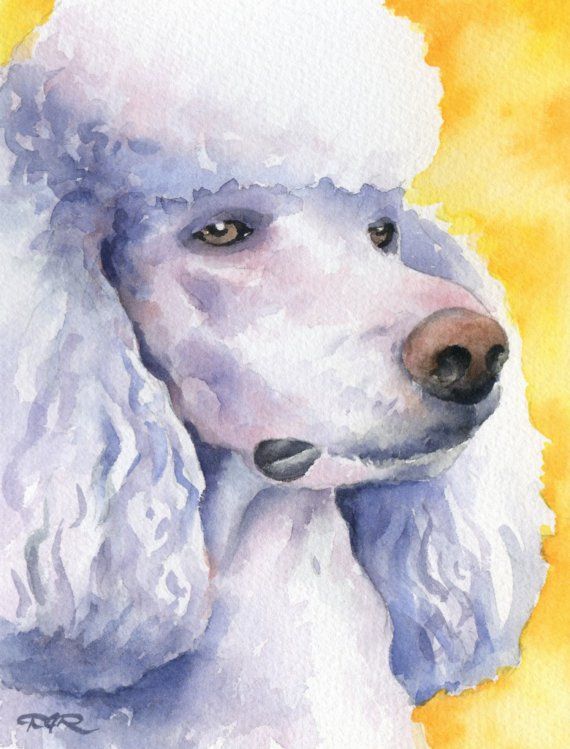 570x749 White Poodle Art Print Watercolor Signed By Artist Dj Rogers - Poodle Watercolor