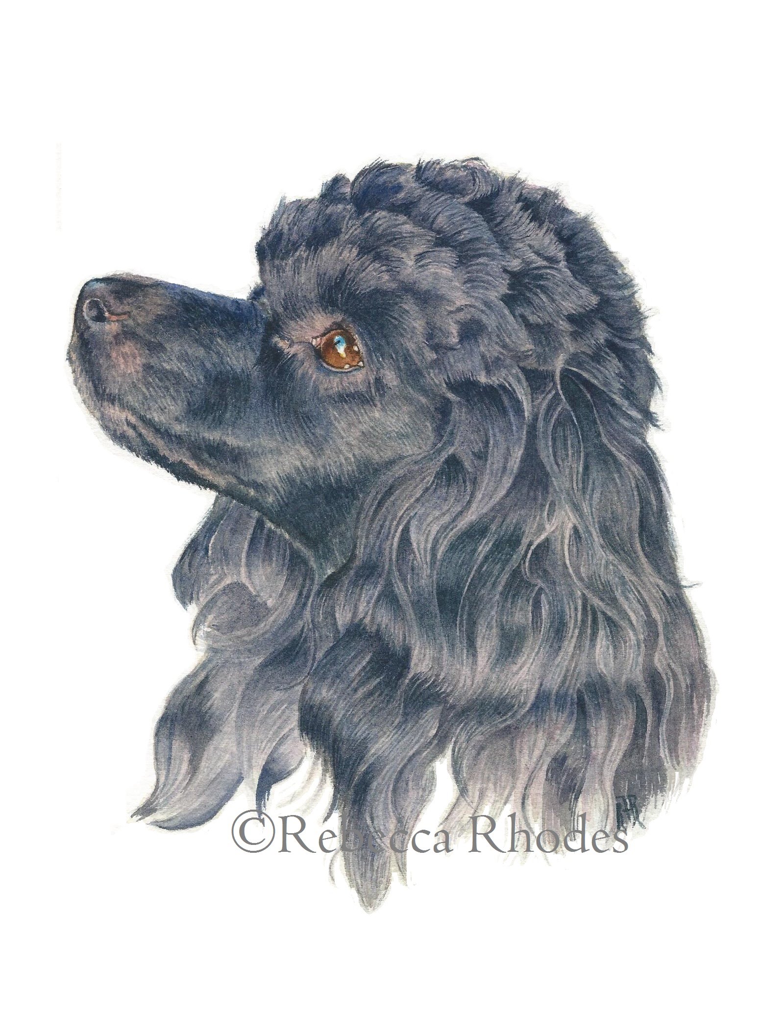 1600x2073 Watercolor Painting Tutorial - Poodle Watercolor