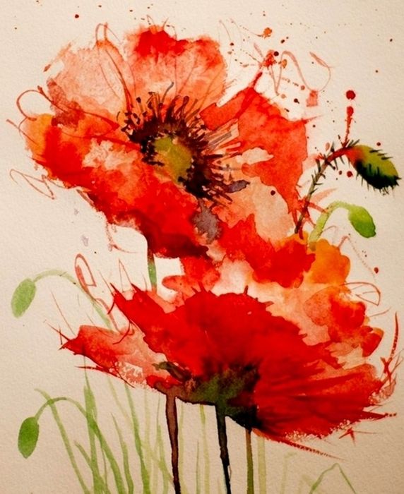 Poppy Flower Watercolor