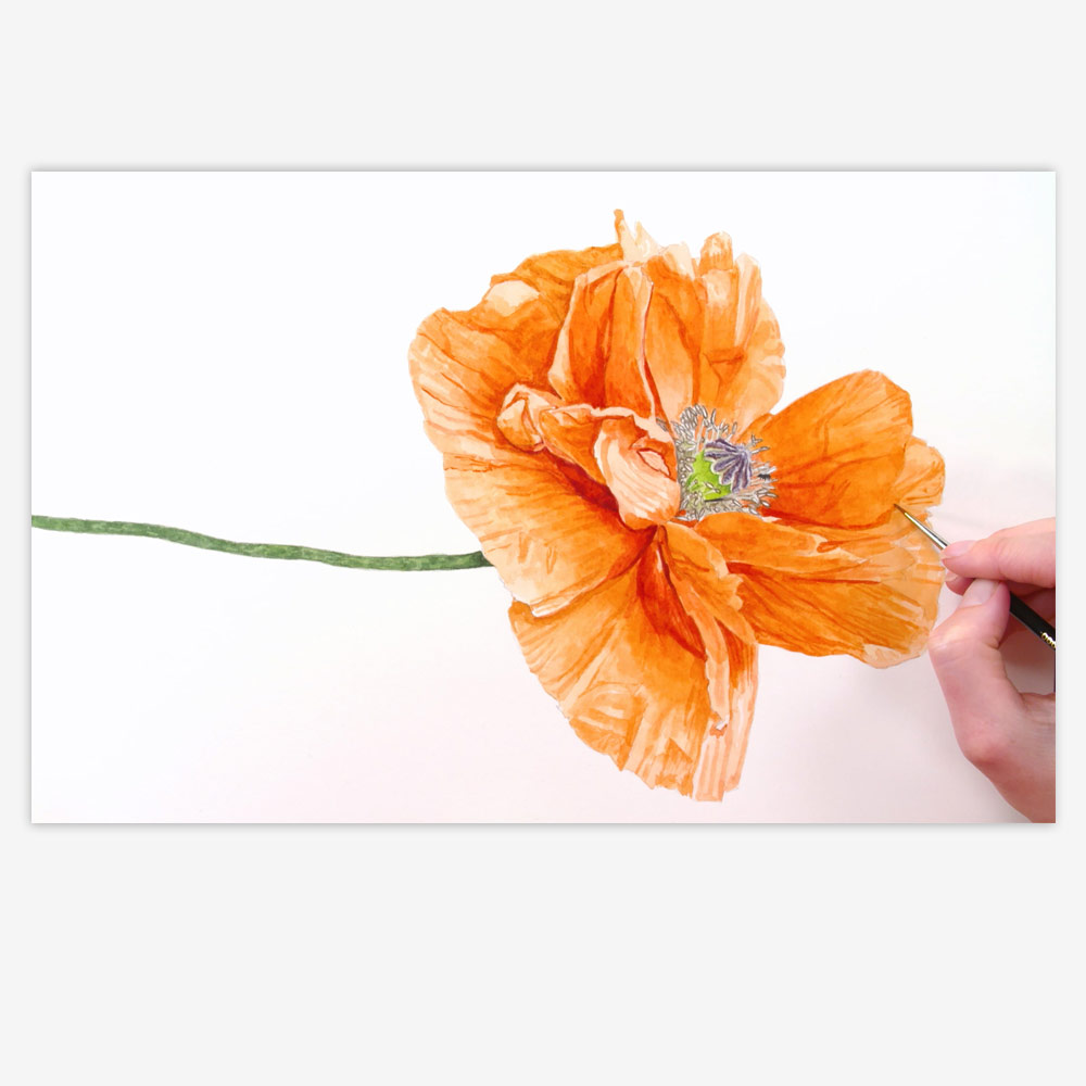 1000x1000 How To Paint A Realistic Papery Poppy Flower In Watercolour - Poppy Flower Watercolor