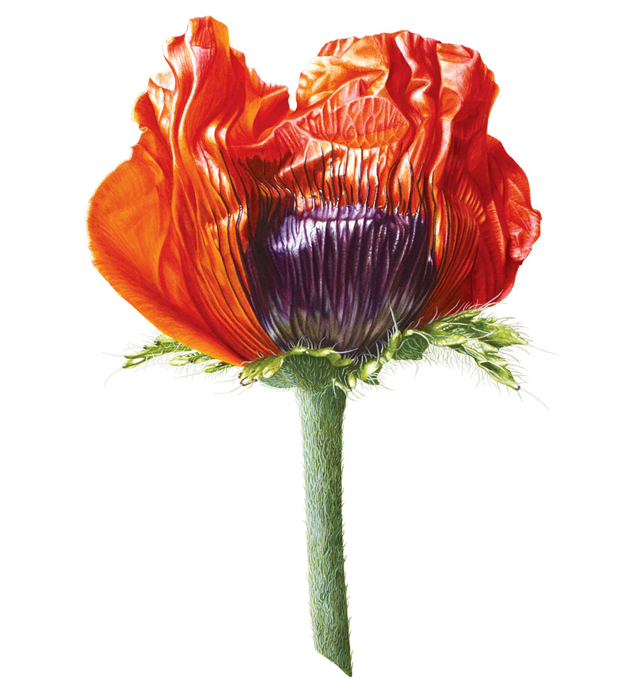 880x977 I Painted A Poppy Flower From Birth To Death In Watercolor Bored - Poppy Flower Watercolor