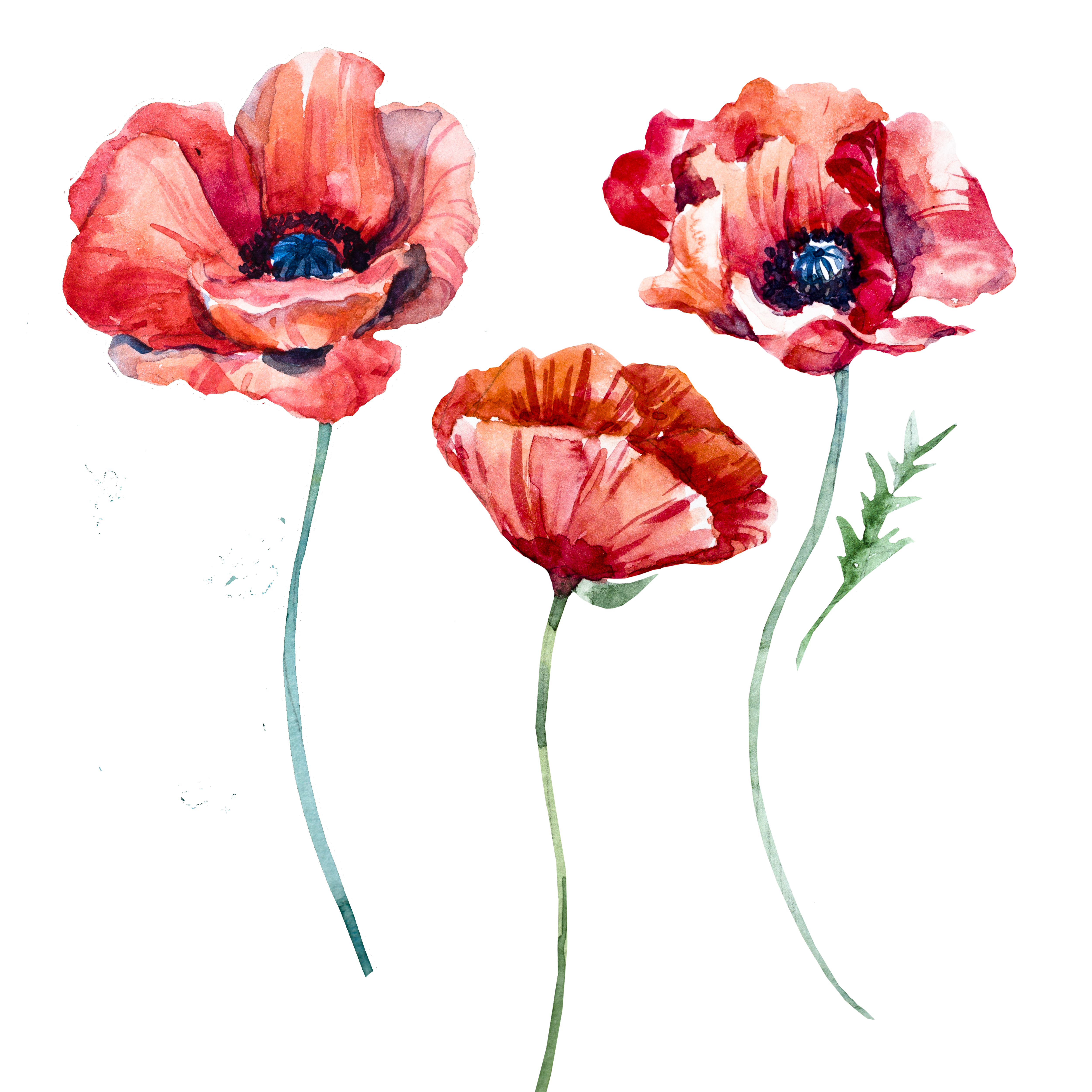 5000x5000 Poppy Flowers - Poppy Flower Watercolor