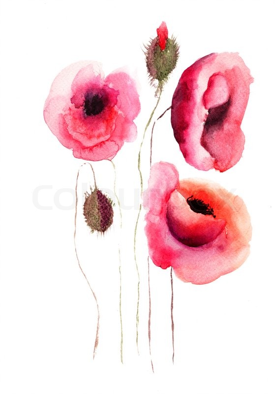 559x800 Poppy Flowers, Watercolor Illustration Stock Photo Colourbox - Poppy Flower Watercolor