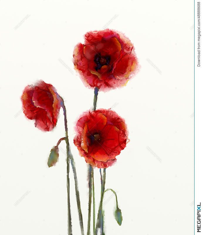692x800 Red Poppy Flowers Watercolor Painting Illustration 48888688 - Poppy Flower Watercolor