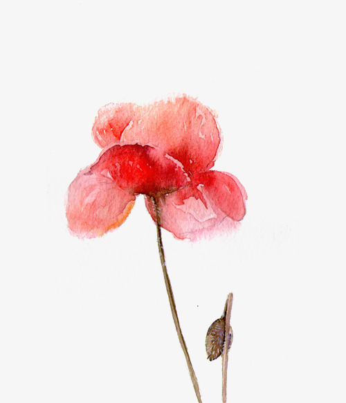 500x582 Red Watercolor A Poppy Flower, Watercolor Clipart, Flower Clipart - Poppy Flower Watercolor