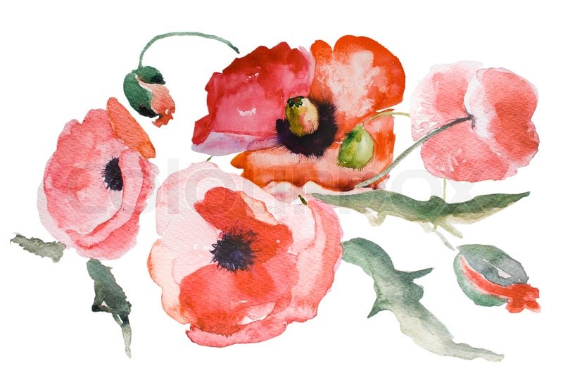 800x533 Watercolor Poppy Flower Stock Photo Colourbox - Poppy Flower Watercolor
