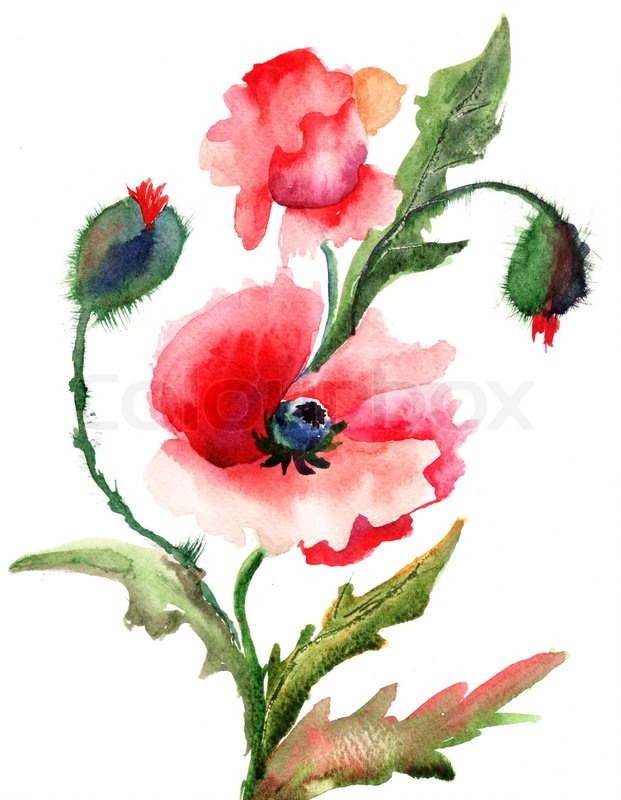 621x800 Beautiful Poppy Flowers, Watercolor Painting Stock Photo Colourbox - Poppy Flower Watercolor