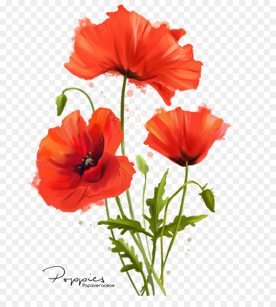 900x1000 Common Poppy Flower Watercolor Painting - Poppy Flower Watercolor