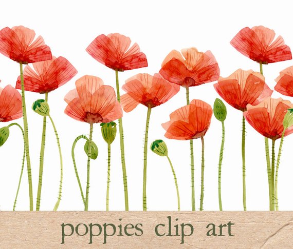 570x486 Digital Clipart Watercolor Poppies Flower Clipart Etsy - Poppy Flower Watercolor