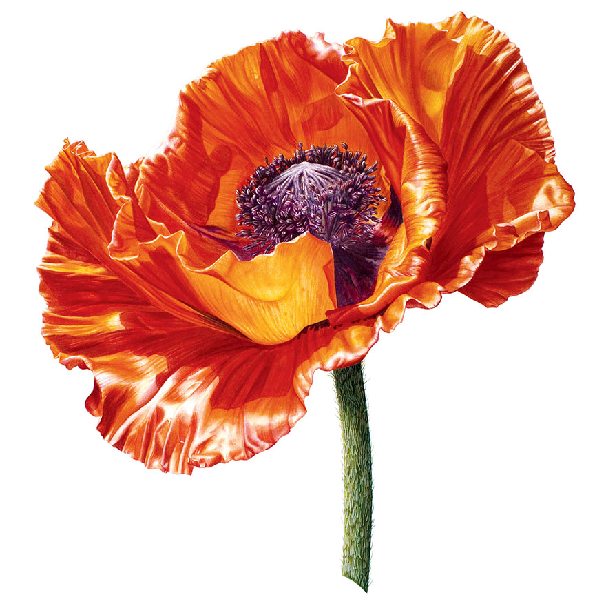 880x879 I Painted A Poppy Flower From Birth To Death In Watercolor Bored - Poppy Paintings Watercolor