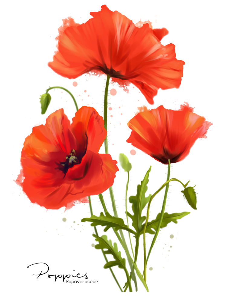 800x997 My Flowers Poppies Watercolor Painting By Kajenna - Poppy Paintings Watercolor