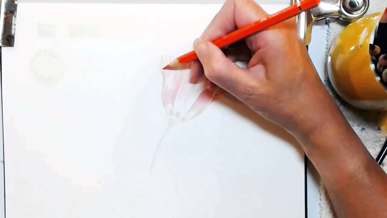 1280x720 Painting A Watercolor Pencil Poppy - Poppy Paintings Watercolor