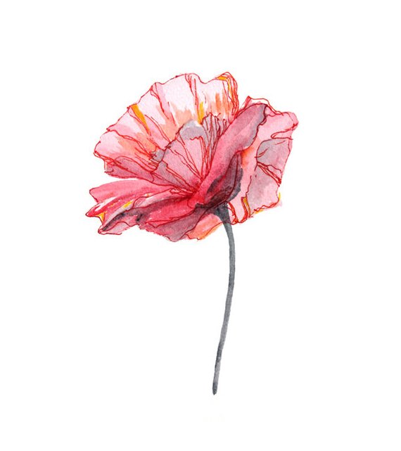 570x641 Poppy Watercolor Watercolors Paintings Original Watercolor Etsy - Poppy Paintings Watercolor