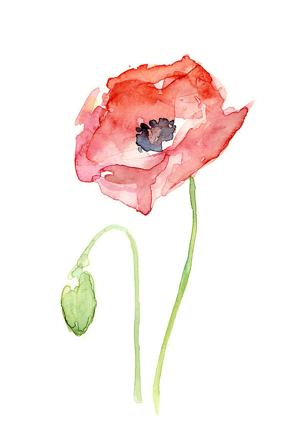 606x900 Red Poppy Painting By Olga Shvartsur - Poppy Paintings Watercolor
