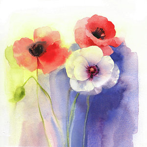300x300 Watercolor Poppy Paintings - Poppy Paintings Watercolor