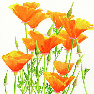 300x300 Watercolor Poppy Paintings Fine Art America - Poppy Paintings Watercolor