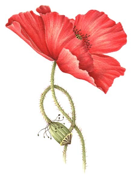 444x585 Broadmoor Poppy - Poppy Paintings Watercolor