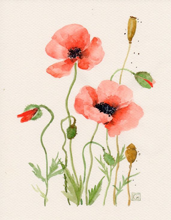 570x732 Floral Art Watercolor Painting Original Flower Art Red Poppies - Poppy Paintings Watercolor