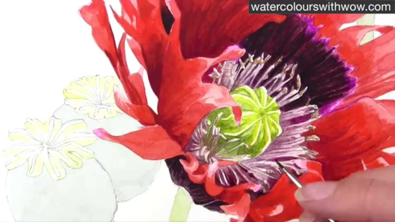 1280x720 How To Paint A Realistic Poppy Centre In Watercolor By Anna Mason - Poppy Paintings Watercolor