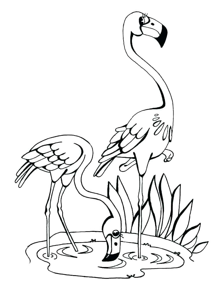 750x1000 Coloring Flamingo Coloring Pages Display Best To Print Free - Printable Watercolor Pages