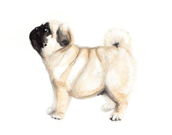 570x448 Pug Watercolor Painting Art Print By Christy Bergerson Of - Pug Watercolor