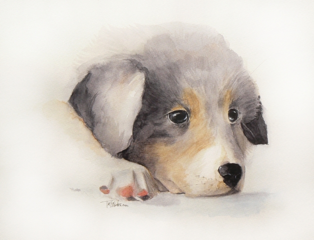 629x482 Australian Shepard Puppy - Puppy Watercolor