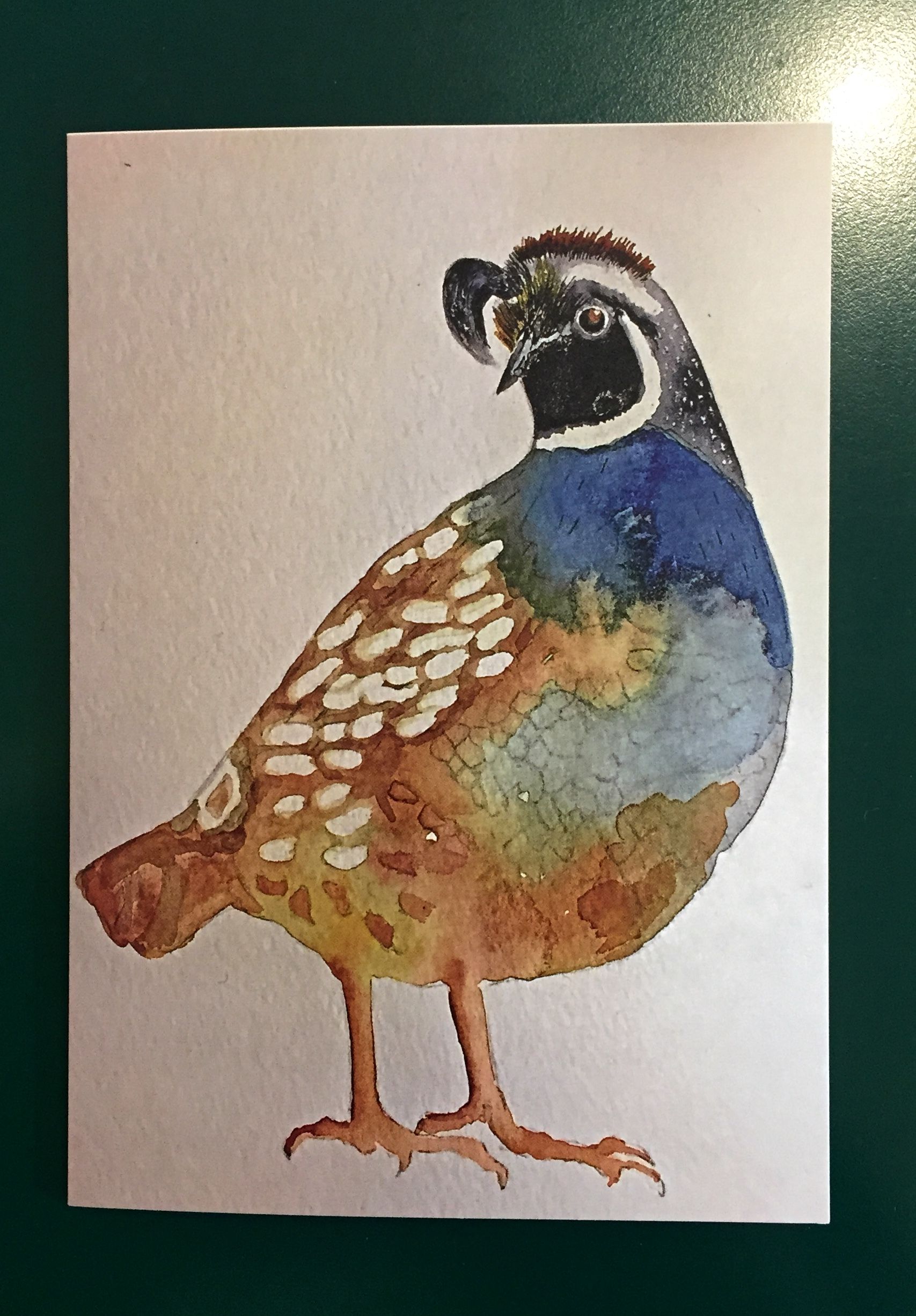 1707x2452 California Quail - Quail Watercolor