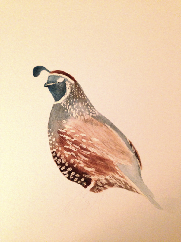 600x800 California Quail - Quail Watercolor