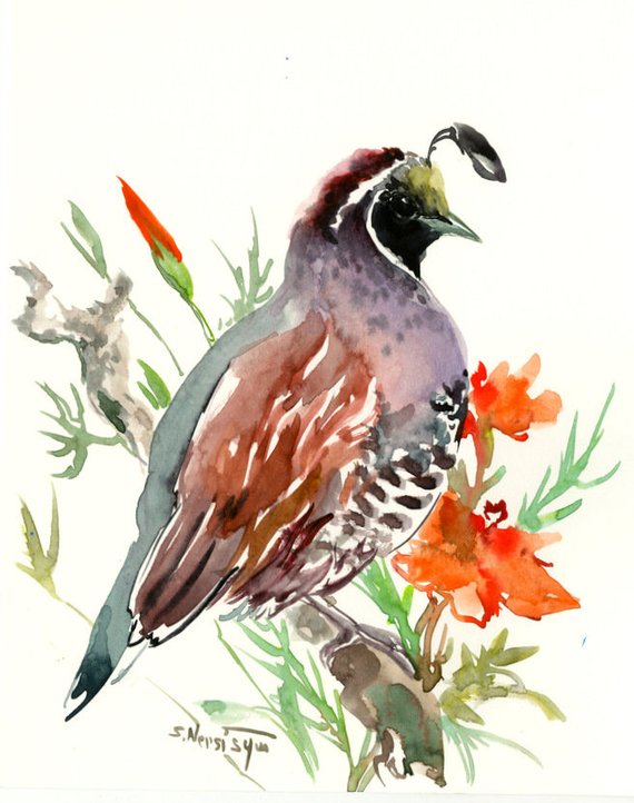 570x722 California Quail Original Watercolor Painting Brown Olive - Quail Watercolor