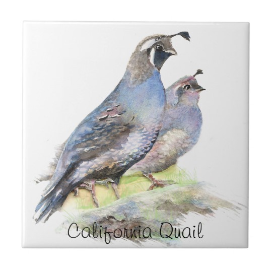 540x540 Custom Watercolor California Quail Birds Ceramic Tile - Quail Watercolor