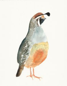 236x301 Pin By Lori Pickett Pruit On Art And Illustration - Quail Watercolor