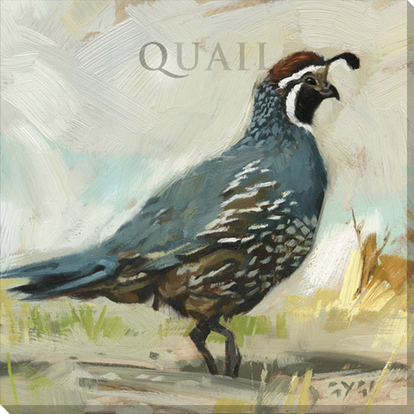 466x466 Quail Papa Canvas Art Print - Quail Watercolor