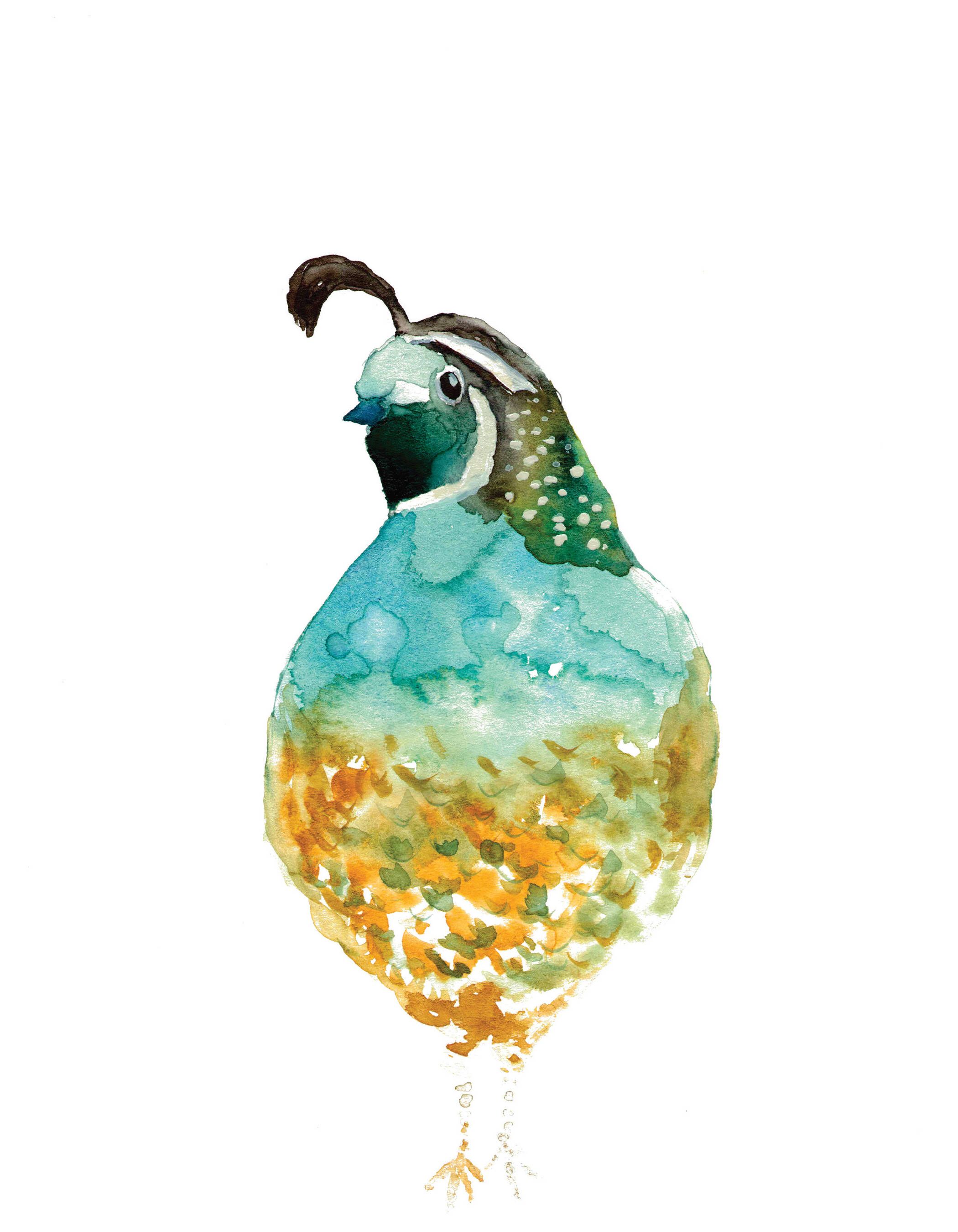 2100x2700 Quail Watercolor Painting - Quail Watercolor