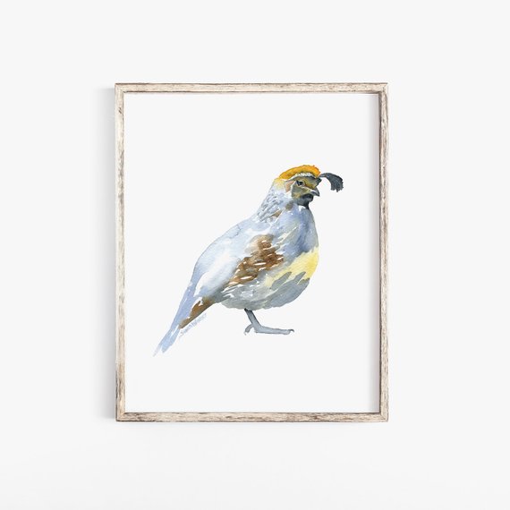 570x570 Quail Watercolor Painting 11 X 14 Giclee Print Wall Art Etsy - Quail Watercolor
