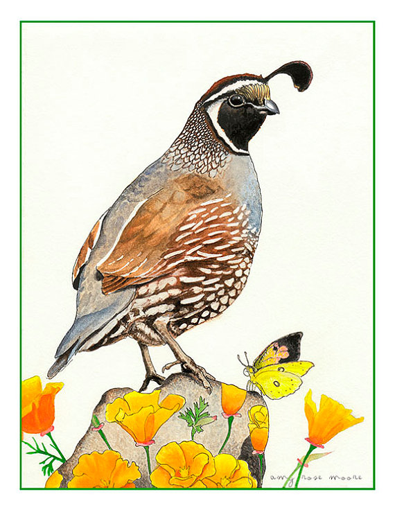 570x736 The Californians Quail, California Poppies Amp Butterfly - Quail Watercolor