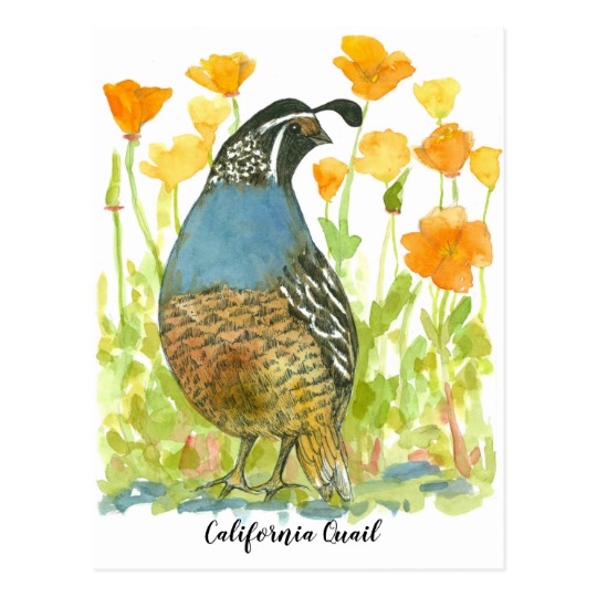 540x540 Watercolor California Poppies Quail Bird Postcard Zazzle.co.uk - Quail Watercolor