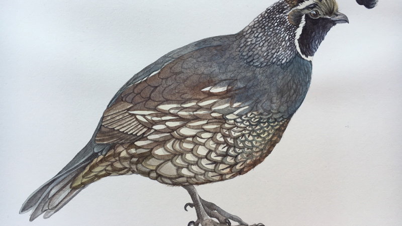 800x450 Watercolor Quail Skillshare Projects - Quail Watercolor