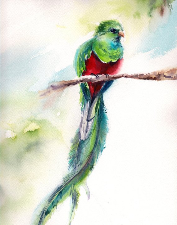 570x725 Quetzal Art Print Bird Watercolor Painting Art Bird Art Etsy - Quetzal Watercolor