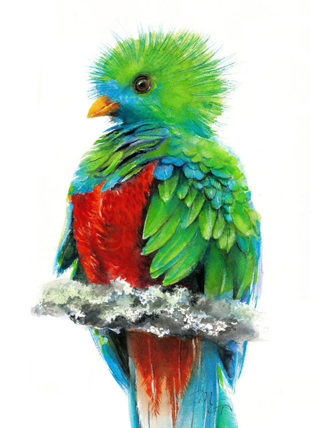 642x856 Quetzal Beautiful Bird Watercolor Giclee Print Colorful Etsy - Quetzal Watercolor